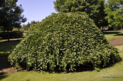 Carpinus betulus Pendula — photo 2